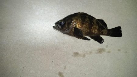 良型めばる　まだいました