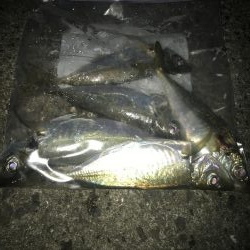 のべ竿で良型アジ大漁GET