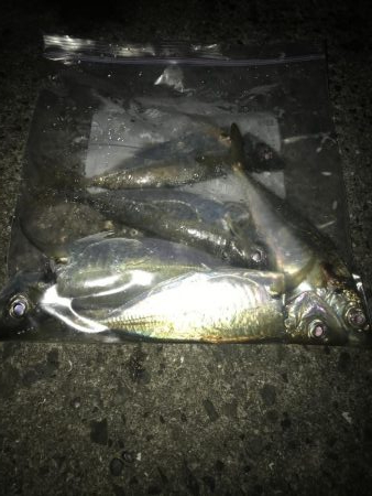 のべ竿で良型アジ大漁GET