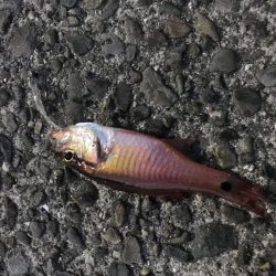 ダイソーワームでガシラGET