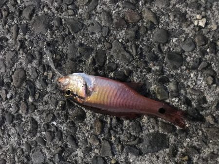 ダイソーワームでガシラGET