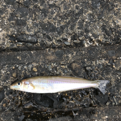 アジ　アイナメ　キス　ソイ