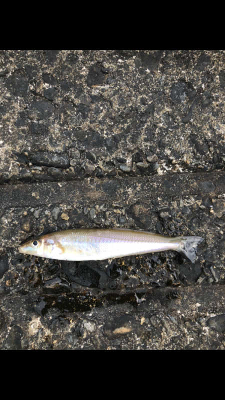 アジ　アイナメ　キス　ソイ