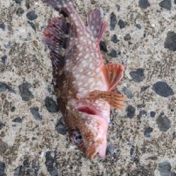 アジをさがして