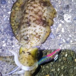 春エギング　数釣り