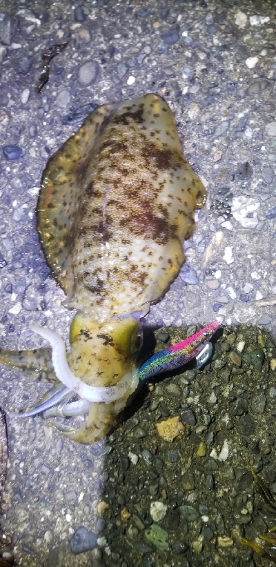 春エギング　数釣り