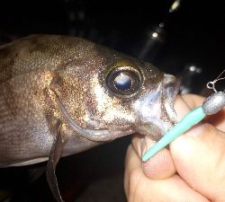 久しぶりに泉南