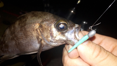 久しぶりに泉南