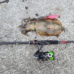 朝マヅメにリベンジエギング