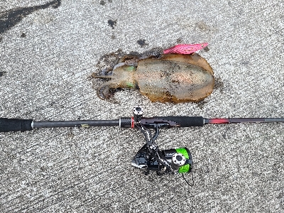 朝マヅメにリベンジエギング