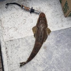 明石でタイラバ