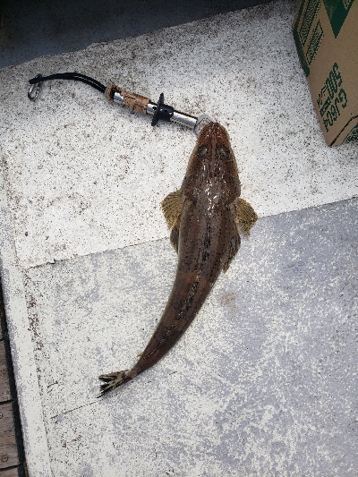 明石でタイラバ