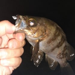 引き続きメバル調査