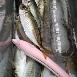 アジ(爆)釣果