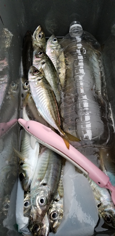 アジ(爆)釣果