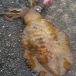 数釣りできたよ。エギング