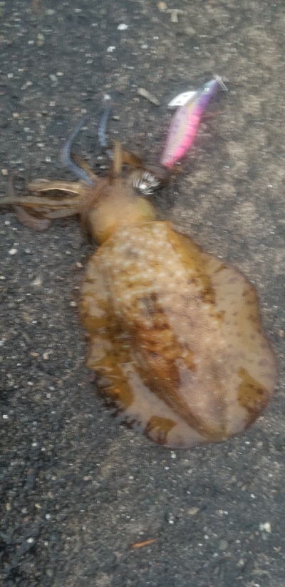 数釣りできたよ。エギング