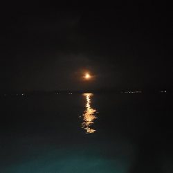 今季初イカメタル