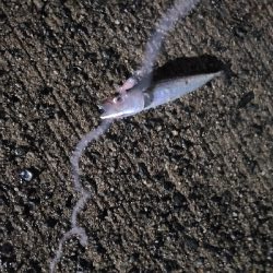 サバゲー第二段