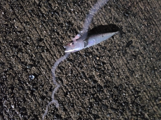 サバゲー第二段