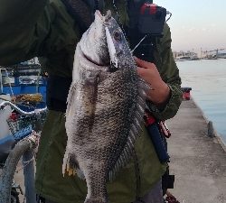 マイクロベイトを求めて