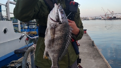 マイクロベイトを求めて