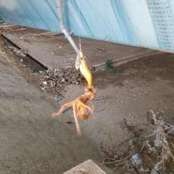 はじめてタコ釣れたよ