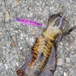 数釣りエギング