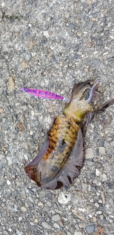 数釣りエギング