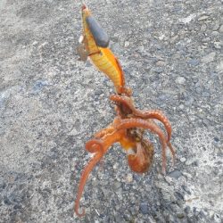 引続きオクトパッシング