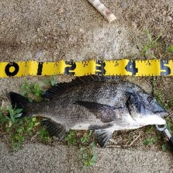 デイゲームにて。