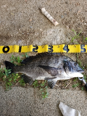 デイゲームにて。