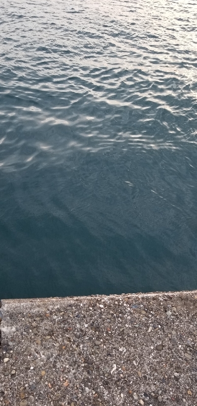 短時間エギング 湯浅好調