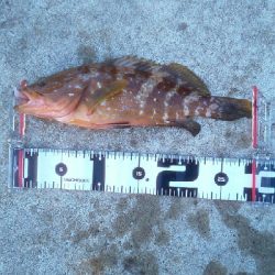 エギング時々ロック