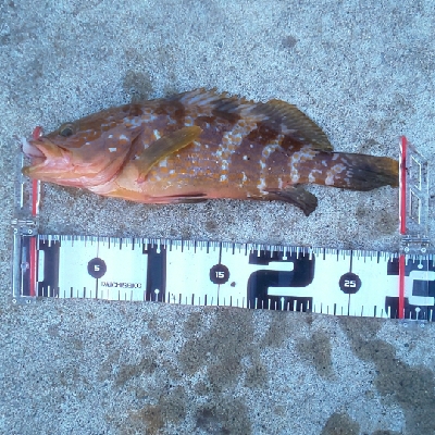 エギング時々ロック