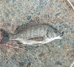 クロダイ連チャン