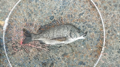 クロダイ連チャン