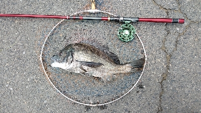 産卵後のクロダイ復活