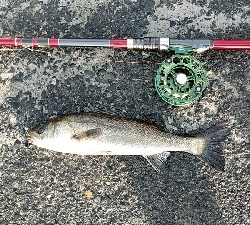 隔週でクロダイのはずが