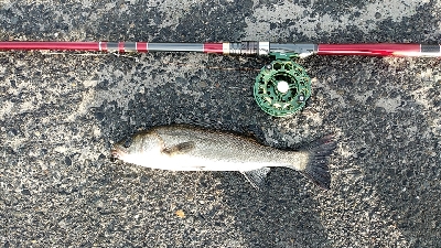 隔週でクロダイのはずが