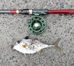 隔週で奴がくるのか？