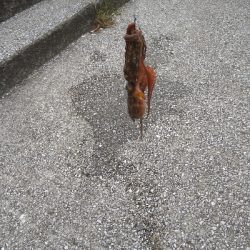 2021釣行投稿NO.5