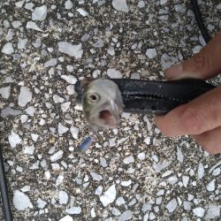 2021釣行投稿№8