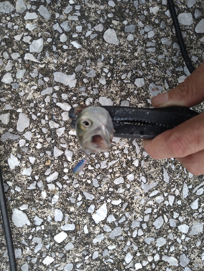 2021釣行投稿№8