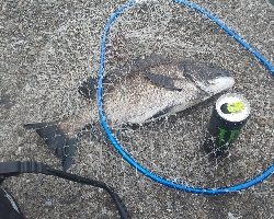 ¥ちょいと掛かるが、浮きフカセ