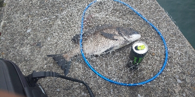 ￥ちょいと掛かるが、浮きフカセ