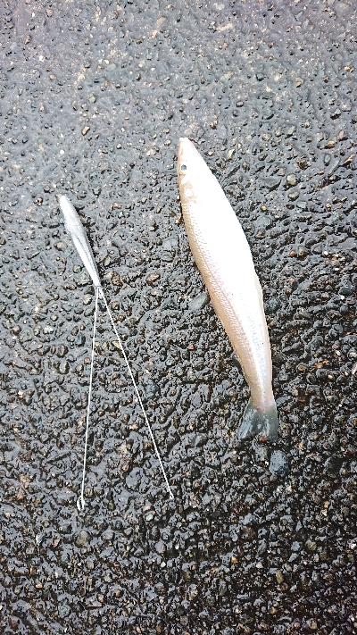 梅雨の中・・・