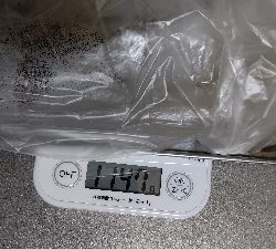 春イカ…もう夏イカ?