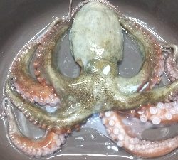 昼からでも何とか