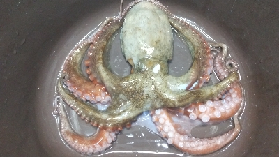 昼からでも何とか